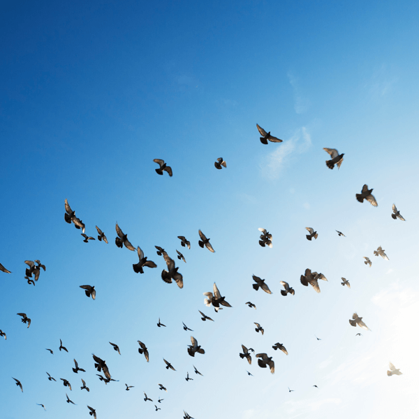 Libertad de organización y reunión